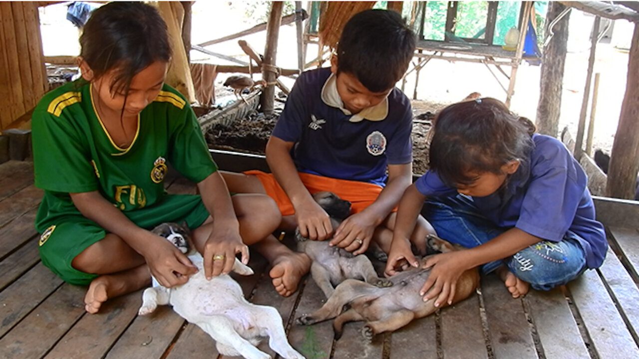 Kids are picking the lice for the puppies