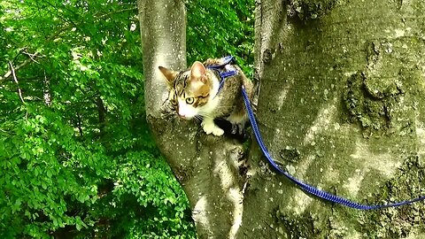 Little Cat Loves to Climb on Trees