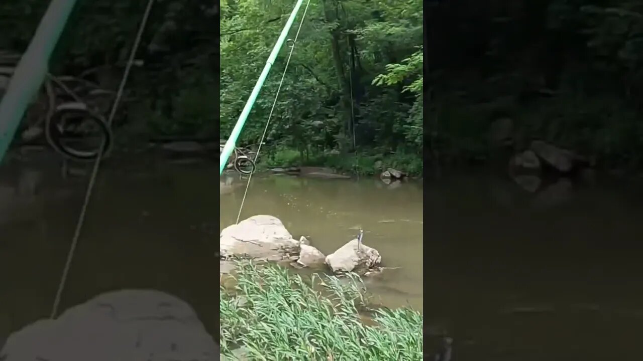 🎣🎣 Smallmouth Bass LOVE Paddletails! - On the Real #Fishing #smallmouthbassfishing #creekfishing