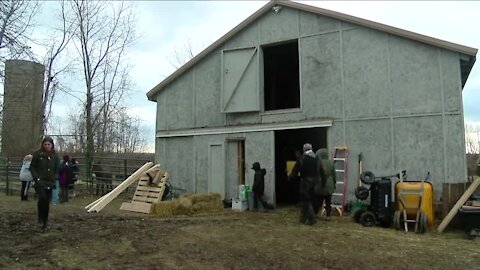 Farm animal rescue takes in 11 donkeys, 14 more on the way