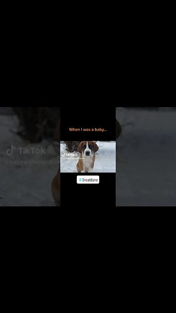 Clyde still thinks he is that tiny puppy. #greatdane #tiny #puppy #dog #dogs #cute