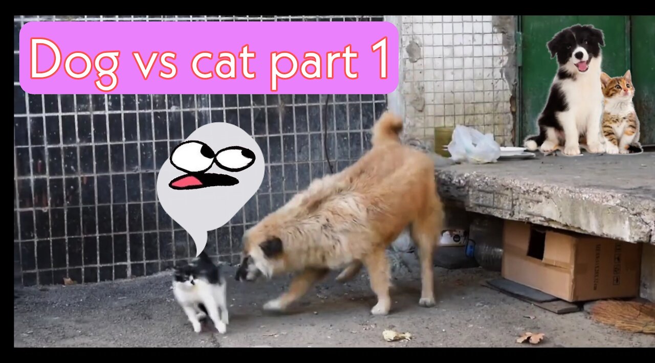 CAT VS DOG PART 1