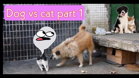 CAT VS DOG PART 1