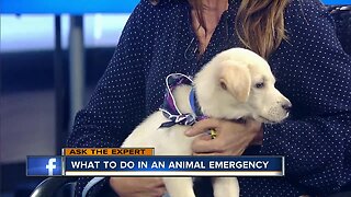 Ask the Expert: What to do in an animal emergency