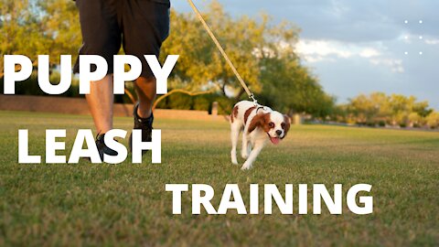 How to train leash walking