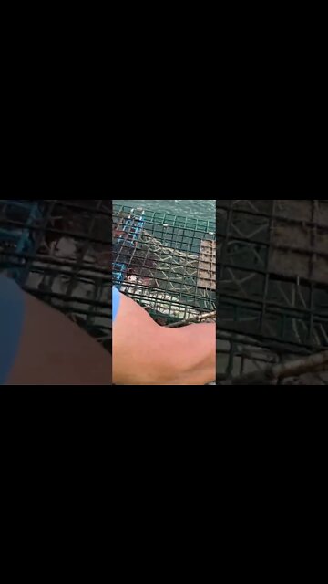 Lobster in Martha’s Vineyard #lobster #fishing #capecod