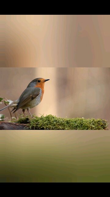 A bird singing magnificence with relaxing music
