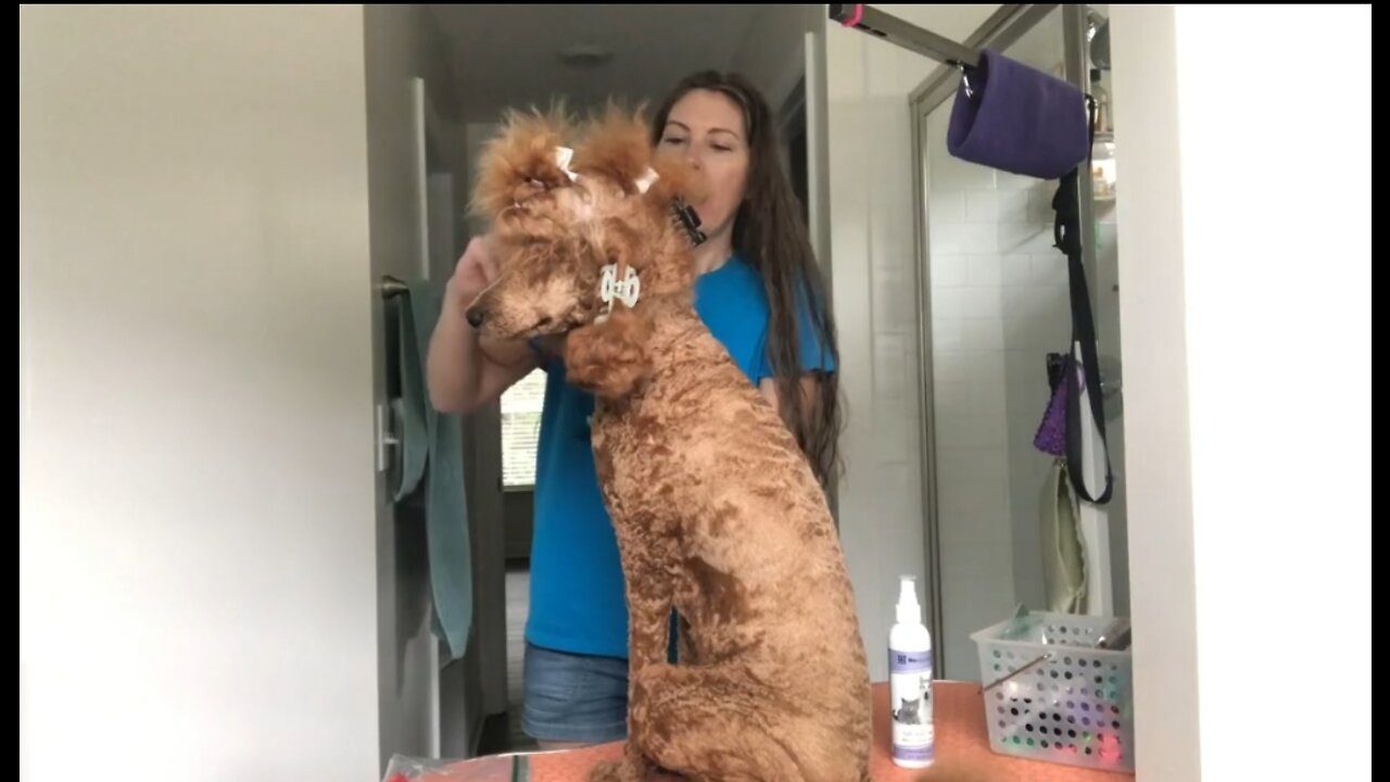 How to groom a poodle 🐩