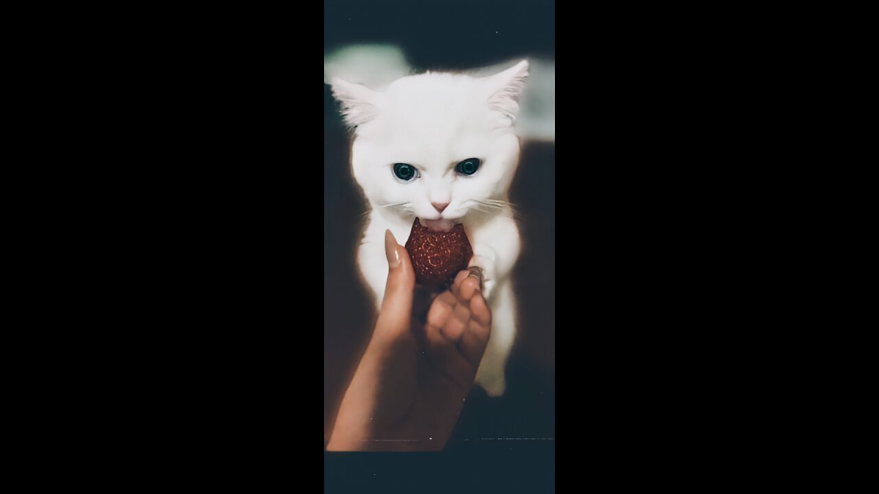 😂Funny Cat Eating Strawberry 🍓😂😂