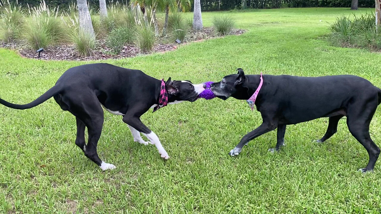 Great Danes Enjoy Birthday Tug-of-war Playtime