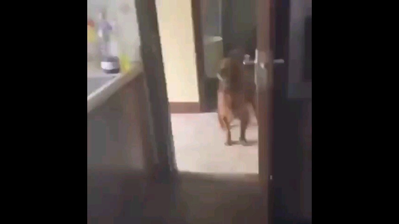 funny animals
