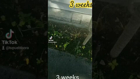🌱