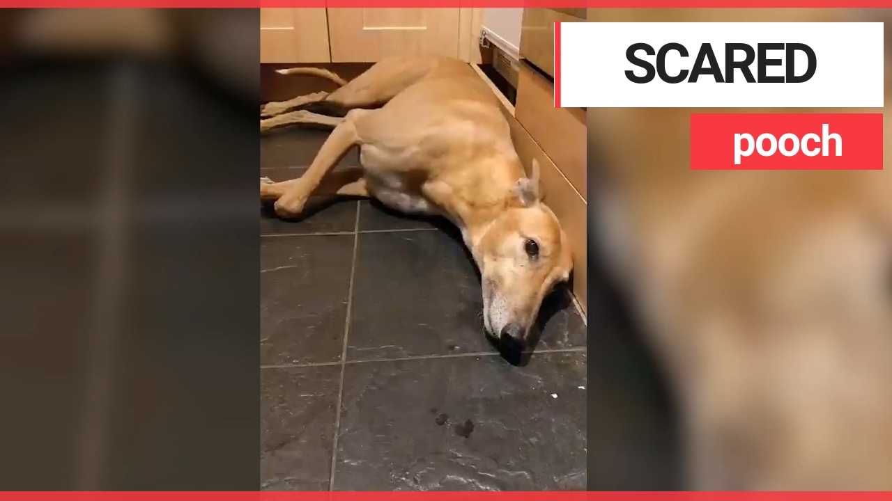 Terrified greyhound has meltdown thanks to scary fireworks