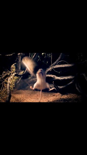 Fight Night Featuring 2 Kangaroo Rats #shorts