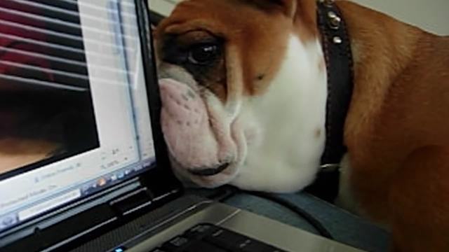 Funny Bulldog Dog Skypes With His Canine Friend