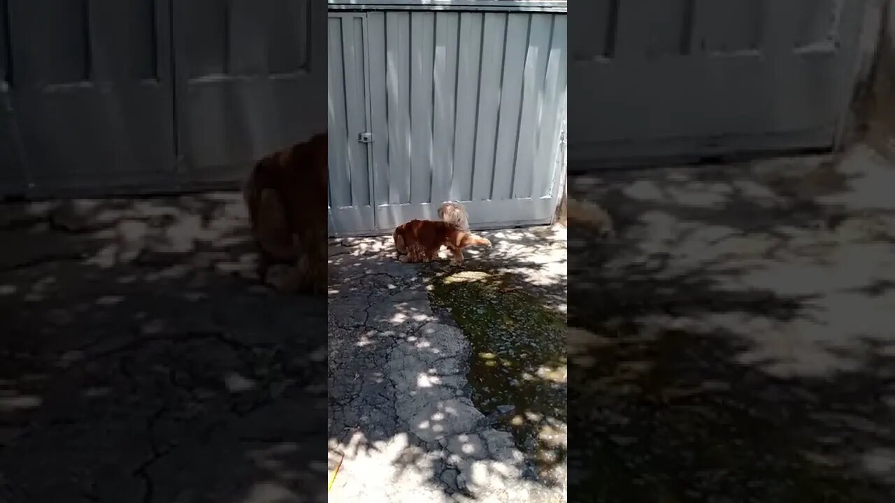 #dogshow , #animals , #dog , ,#shorts