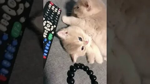 CAT VIDEO