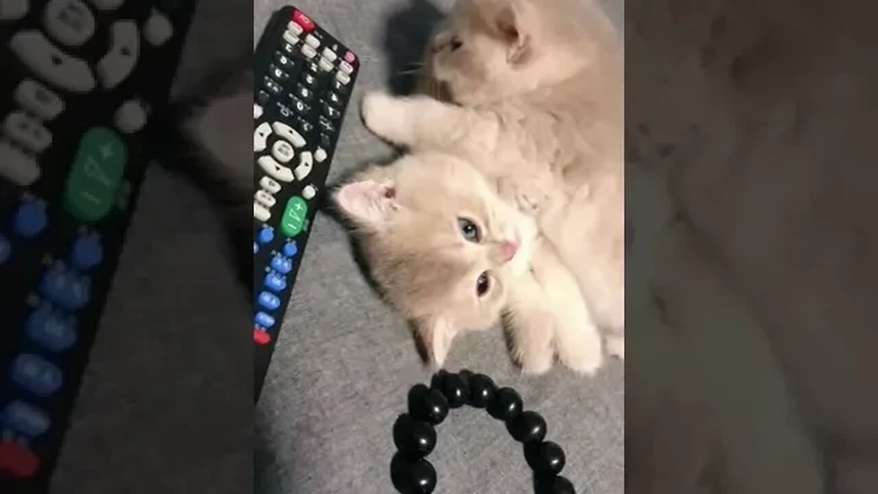CAT VIDEO
