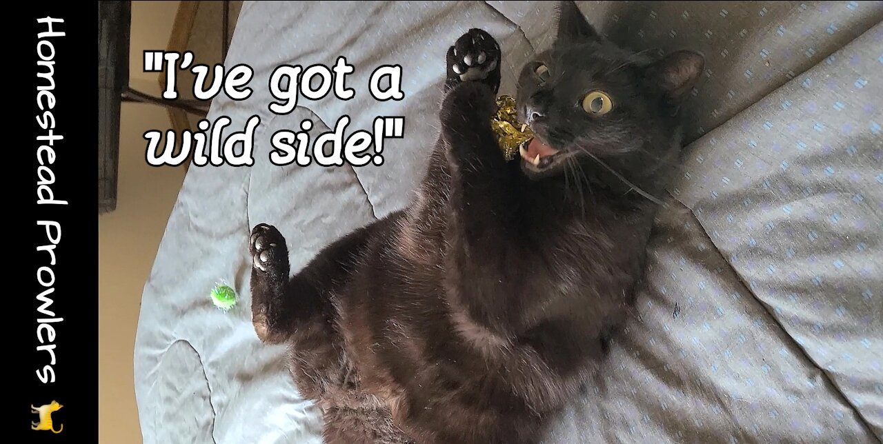 Zoe Cat Shows Off Her Playful Side!