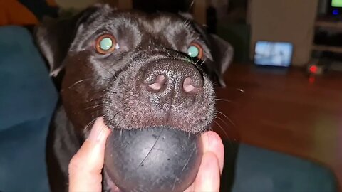 THROWBACK TIME: historic PATTERDALE TERRIERS BLACK FELL WORKING DOGS young obscura vs adult Estacado