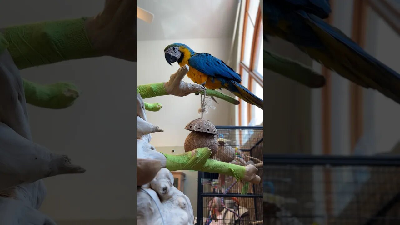 Bird crazy!😜🤪 #love #shortsvideo #like #happy #dog #subscribe #shortvideo #kids #birds #parrot