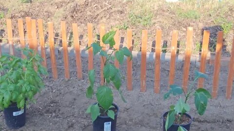 come learn how to plant pepper