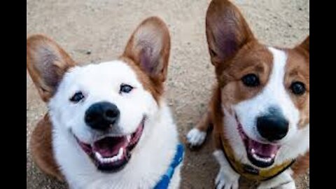 Basic Dog Training – 10 Essential Commands Every Dog MUST Know!