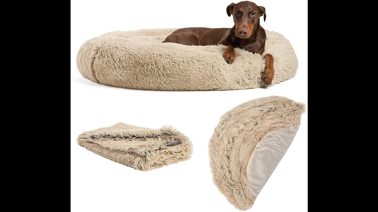 Best of dog bed