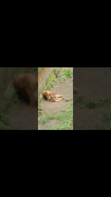 I Encountered a Tiger Sleeping Behind My House! #tiger #panic