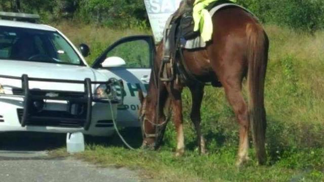 Woman arrested for DUI on a horse | Digital Short