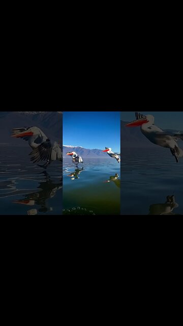 Magnificent Dalmatian Pelicans of Lake Kerkini, northern Greece 🇬🇷