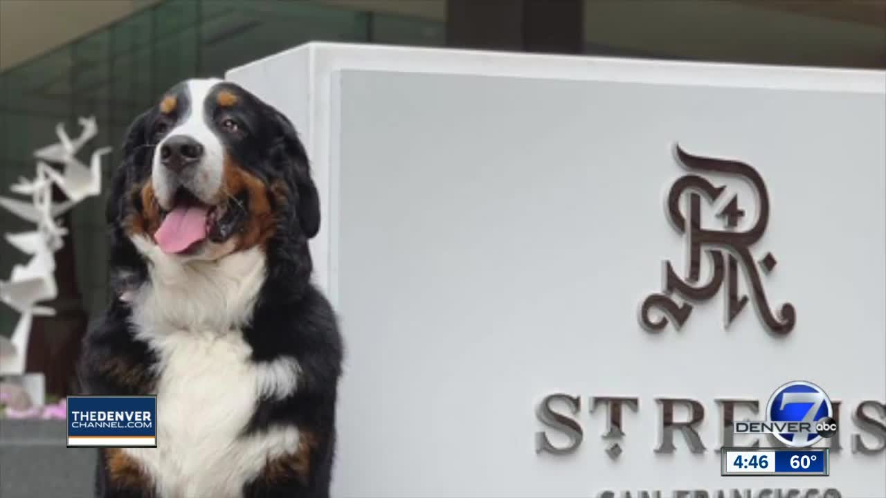 Aspen hotel needs fur butler