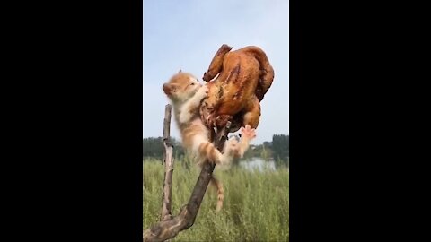 Funniest Animals /Cutest video, Funny Animal Videos.cute pet