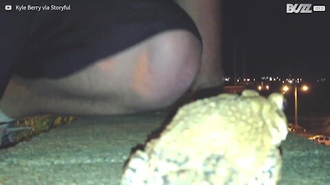 Salvano un rospo che vuole saltare dal parapetto