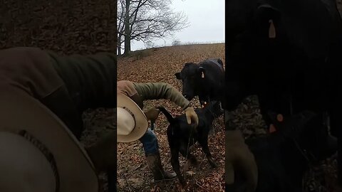 Day 14 of 30 days of #calving ! #cattle #feedingcattle #farm #farmlife #ranch #ranchlife #cow #calf