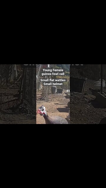 Female guinea fowl sound and features