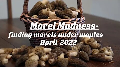 Morel Mania- Finding morels under maple trees in Washington state.