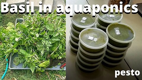 Basil in aquaponics