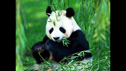 panda or bamboo bear