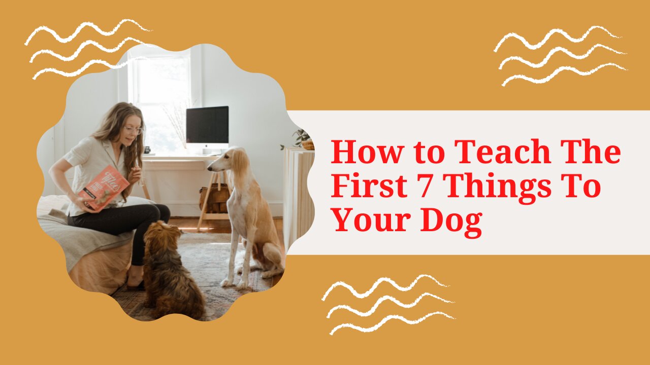 How to Teach The First 7 Things To Your Dog: Sit, Leave it, Come, Leash walking