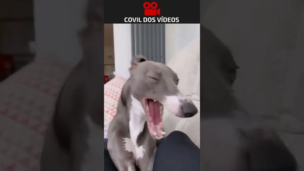 CACHORRO DO PABLLO VITTAR