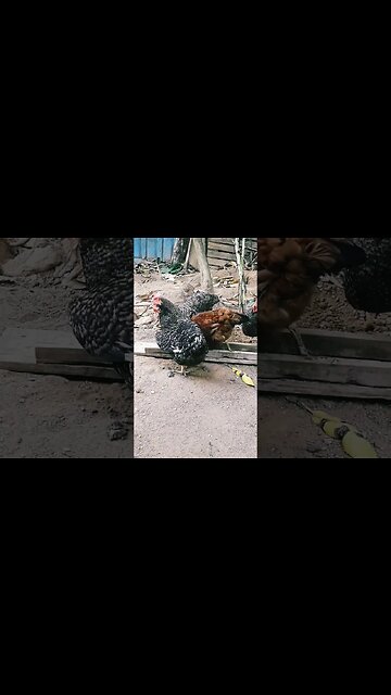 Galinha e galinha juntos em busca de comida diversão