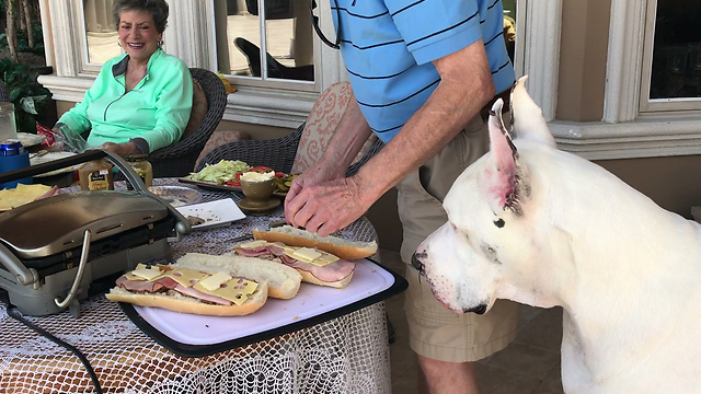 Funny Great Dane Supervises Cuban Sandwich Preparation ~ Chef Max