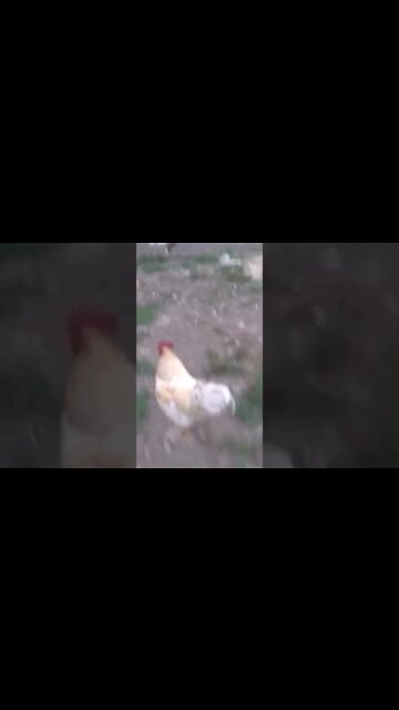 SriLanka People Took Thier Country Back.