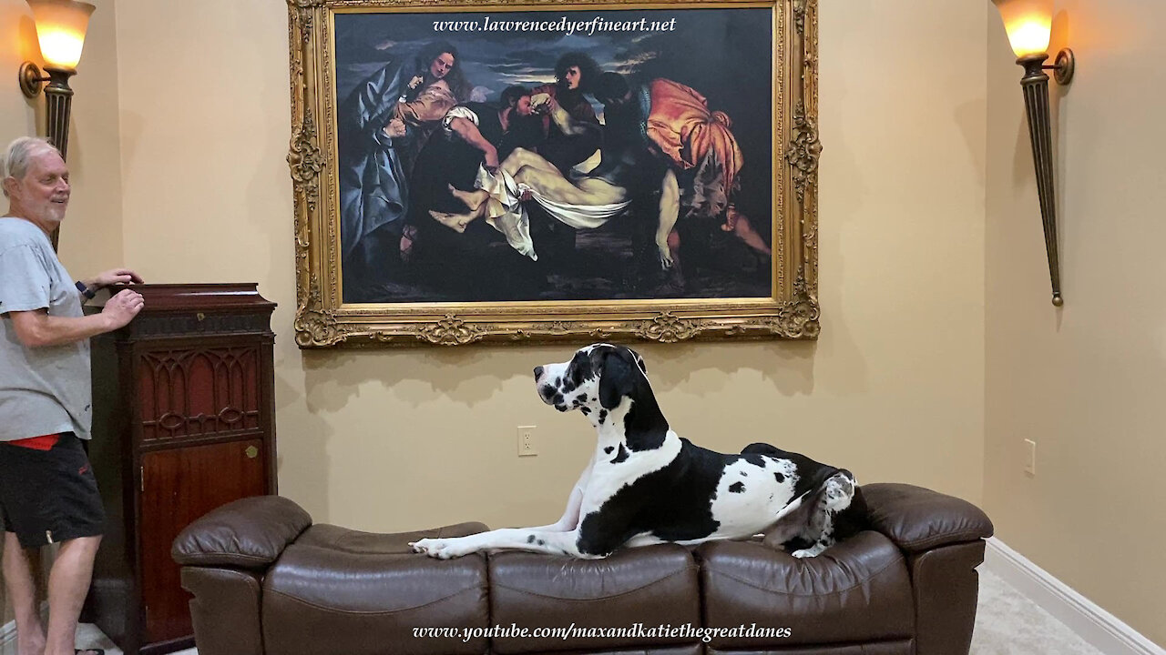 Happy Great Dane Is The First To Recline On The Recliner