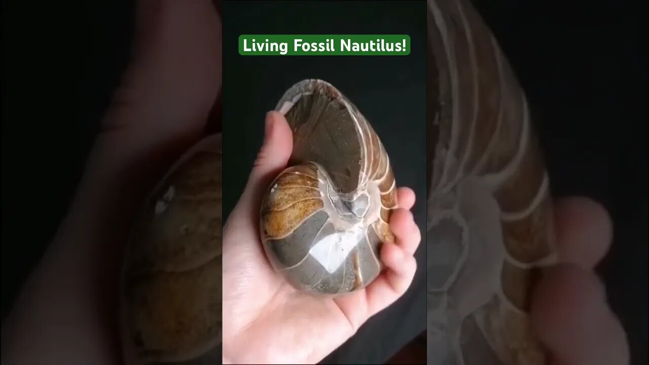 Not Quite An Ammonite - But A Living Fossil Nautilus! #fossil #ammonite #viral #nautilus