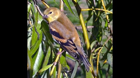 IECV NV #125 - 👀 American Goldfinch Juvenile 9-10-2015