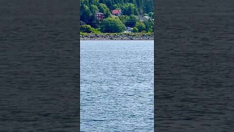 Wait for it! #blowhole & giant #whale 🐳 in #alaska #shorts