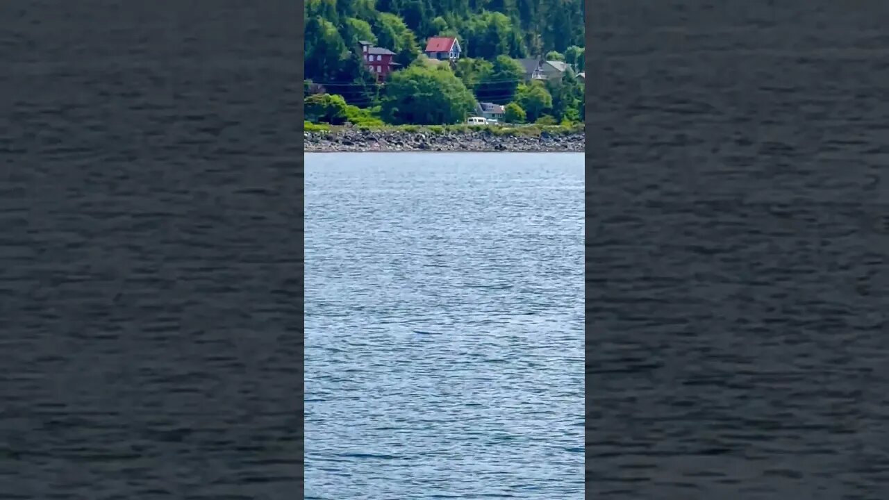 Wait for it! #blowhole & giant #whale 🐳 in #alaska #shorts