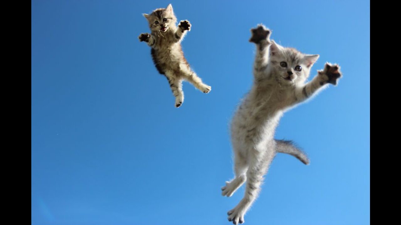 Most Amazing Cat Ninja Videos!